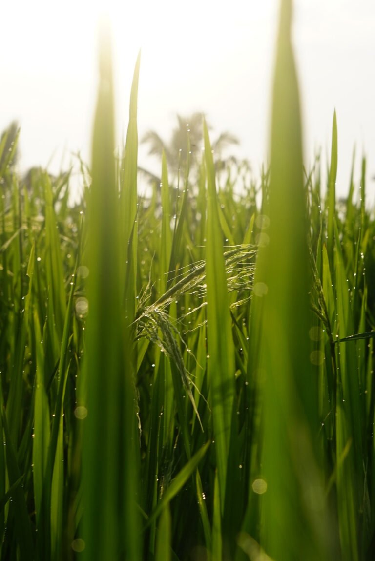 Cuándo viajar a Asia: mejor época para cada país del Sudeste Asiático