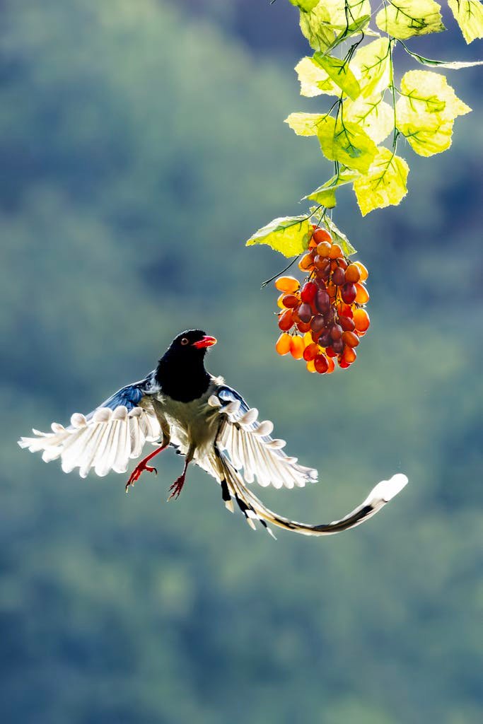Red-billed Blue Magpie