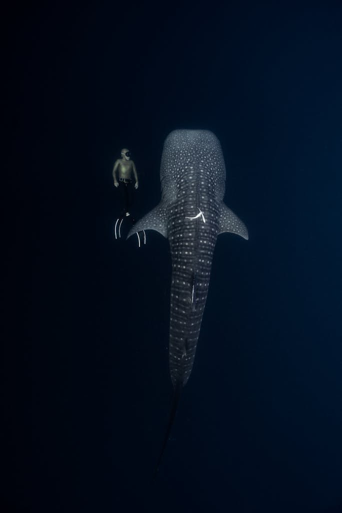 A breathtaking view of a diver swimming alongside a majestic whale shark underwater.