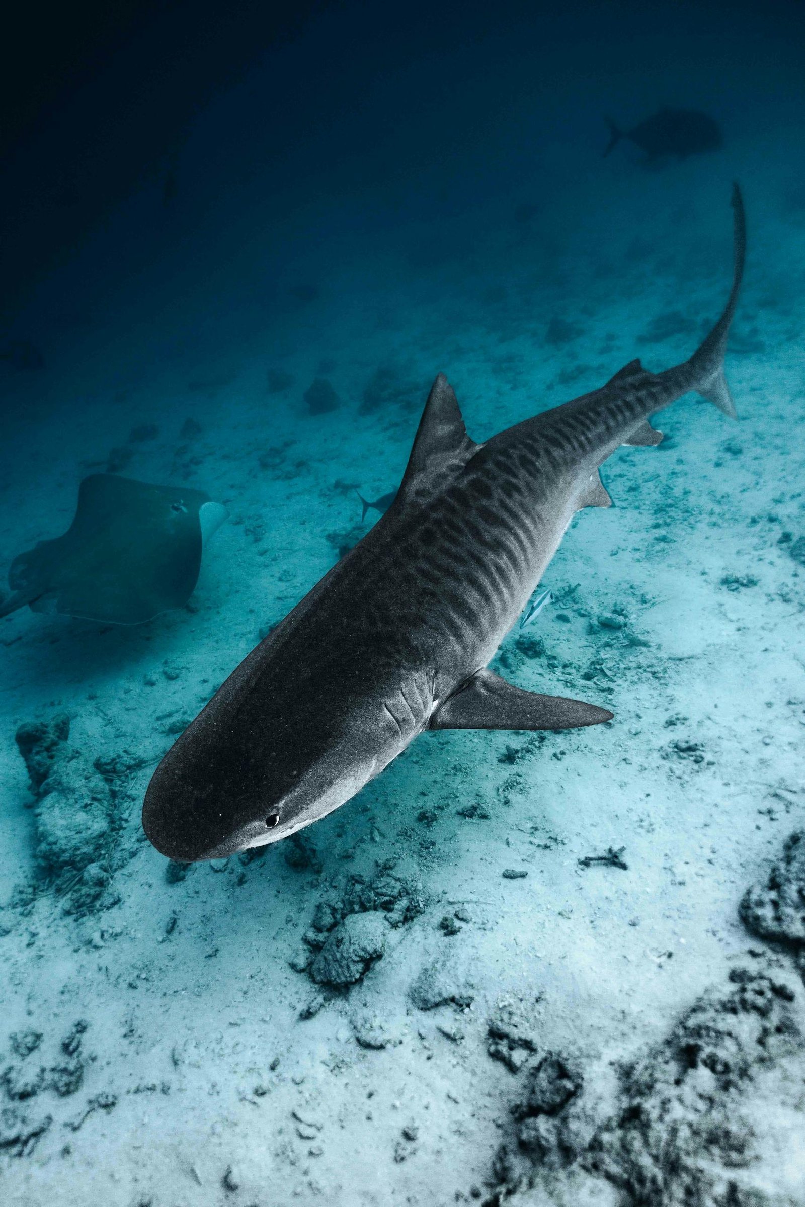 A stunning underwater view of a tiger shark in the Maldives' clear blue ocean.
