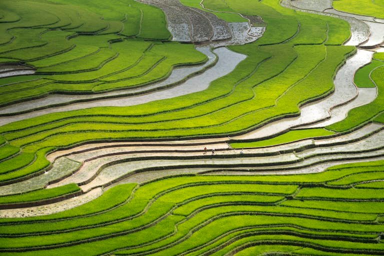 Aerial view of vibrant green rice terraces depicting traditional rural agriculture.