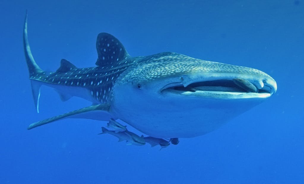 Close-up image of a whale shark swimming gracefully underwater, showcasing its distinct patterns and size.