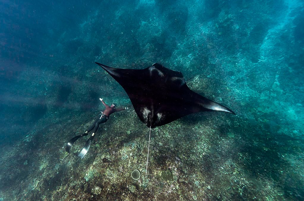 Diver explores the ocean depths alongside a giant manta ray, showcasing underwater marine life.