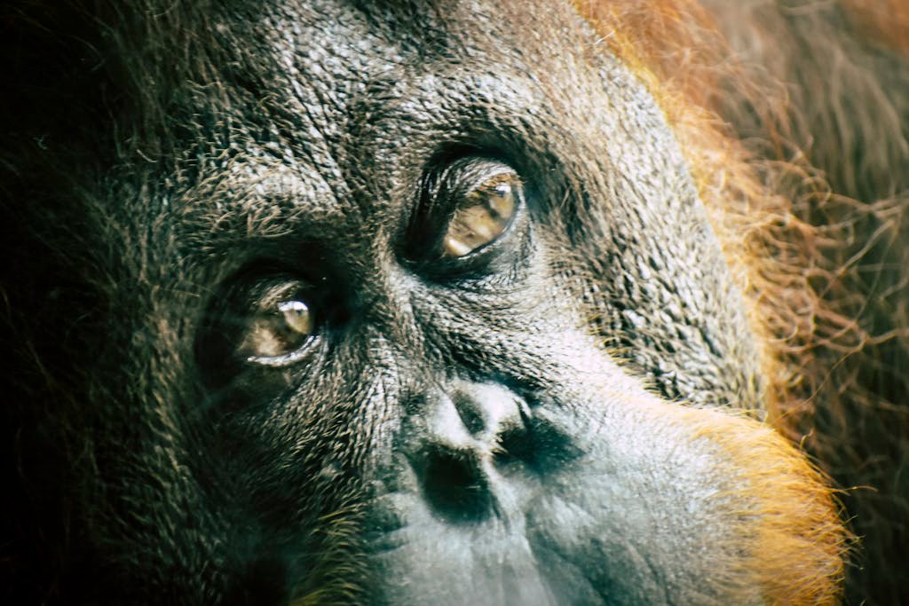 Intimate close-up of an orangutan's face with expressive eyes in a natural setting.