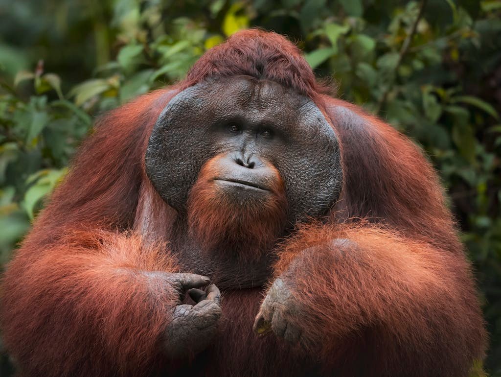Majestic Bornean orangutan with rich orange fur amidst lush green forest.