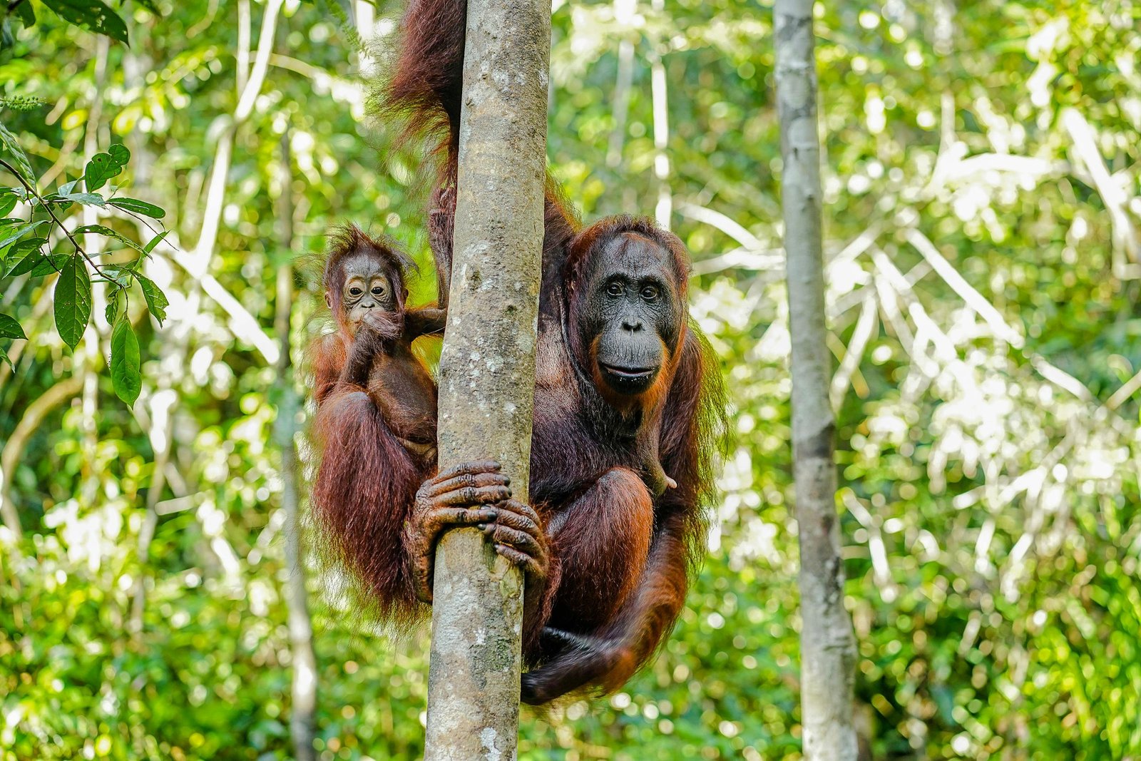 Mother and baby orangutan in lush Kalimantan rainforest