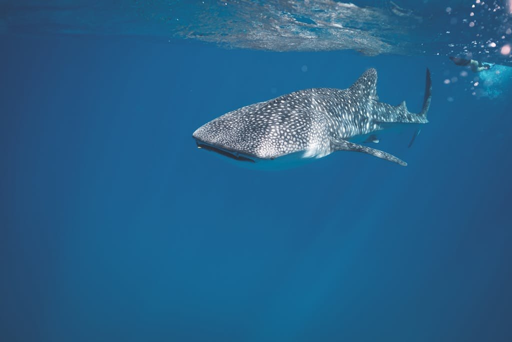 Whale shark swimming under crystal clear water of ocean near surface under sunlights